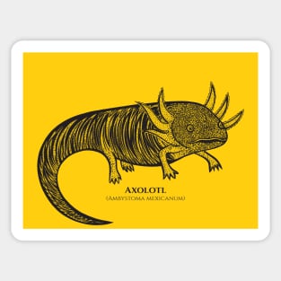 Axolotl with Common and Scientific Names - cool detailed animal design Sticker